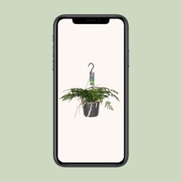 Humata Tyermannii (8720634284837)