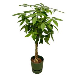 Pachira Aquatica inclusief elho Greenville Round groen (8721081601499)