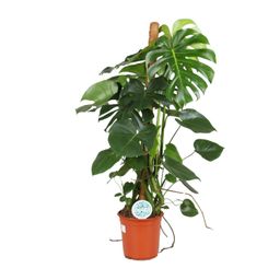 Monstera Deliciosa (15811)