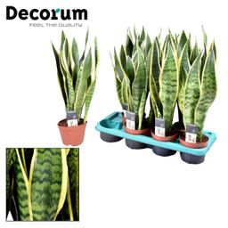 Sansevieria Laurentii (16268)