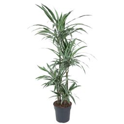 Dracaena Warneckei - 145 cm - ø30 (8721055692744)