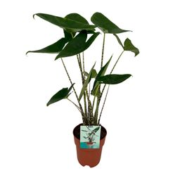 Alocasia Zebrina - Olifantsoor (8720634284059)