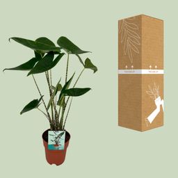 Alocasia Zebrina - Olifantsoor (8720634284059)