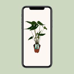 Alocasia Zebrina - Olifantsoor (8720634284059)