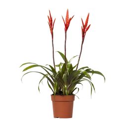 Vriesea Elan Toef (15014)
