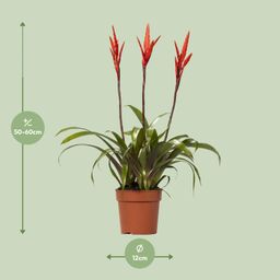 Vriesea Elan Toef (15014)
