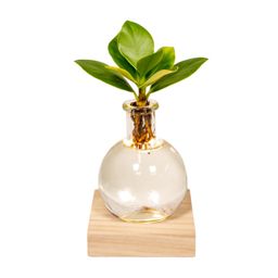 Clusia in Samoa glas met LED verlichting (8720634287449)