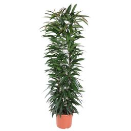Ficus Alii King zuil - 150 cm - ø29 (8721055692843)