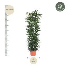 Ficus Alii King zuil - 150 cm - ø29 (8721055692843)