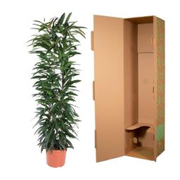 Ficus Alii King zuil - 150 cm - ø29 (8721055692843)