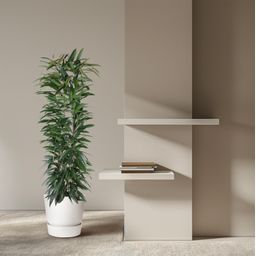 Ficus Alii King zuil - 150 cm - ø29 (8721055692843)