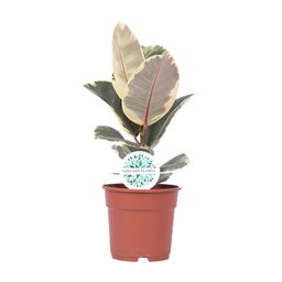Ficus Elastica Tineke (15761)