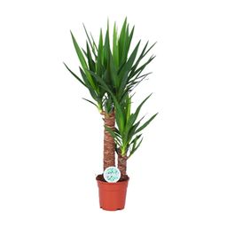 Yucca (15803)