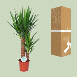 Yucca (15803)