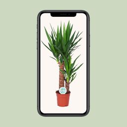 Yucca (15803)