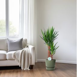 Yucca (15803)