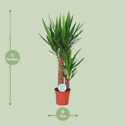 Yucca (15803)