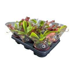 Nepenthes Alata (13904)