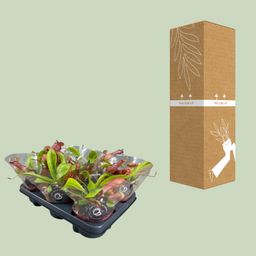Nepenthes Alata (13904)