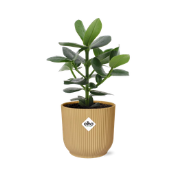 Clusia Princess in ELHO Vibes Fold 14cm geel (21676)