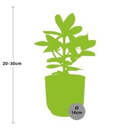 Clusia Princess in ELHO Vibes Fold 14cm geel (21676)