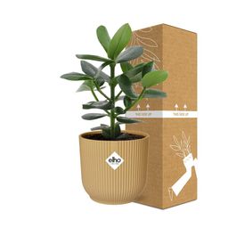Clusia Princess in ELHO Vibes Fold 14cm geel (21676)