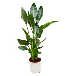 Strelitzia Reginae - 100 cm - Ø21 (8721055697213)