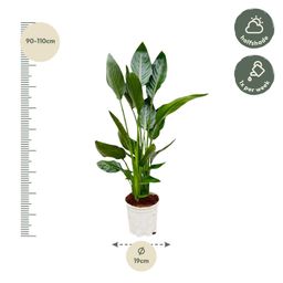 Strelitzia Reginae - 100 cm - Ø21 (8721055697213)