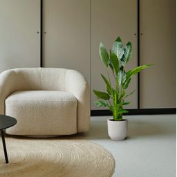 Strelitzia Reginae - 100 cm - Ø21 (8721055697213)