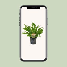 Asplenium Campio (10827)