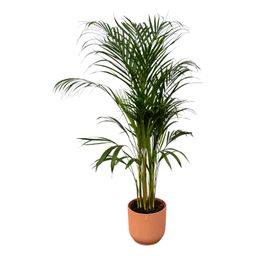 Areca palm - ↨110cm - Ø21cm inclusief elho Vibes Fold Round roze D22xH20 (8721081602113)