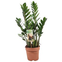 Zamioculcas Zamiifolia (10770)