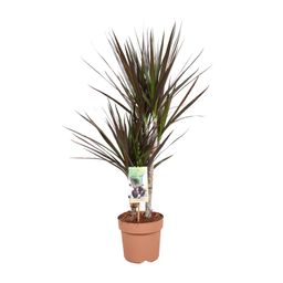 Dracaena Magenta (10766)