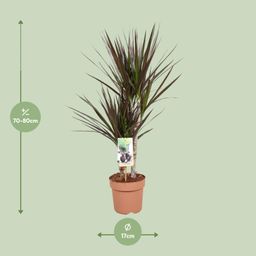 Dracaena Magenta (10766)