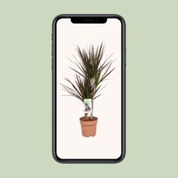 Dracaena Magenta (10766)