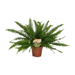 Nephrolepis Green Lady (10841)