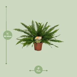 Nephrolepis Green Lady (10841)