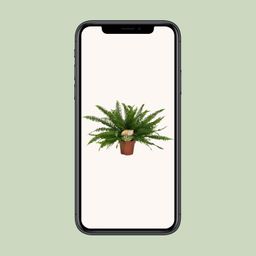Nephrolepis Green Lady (10841)