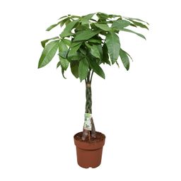 Pachira Aquatica (10807)