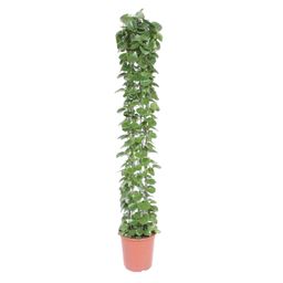 Cissus rotundifolia gaasrek - 160 cm - ø27 (8721022569987)