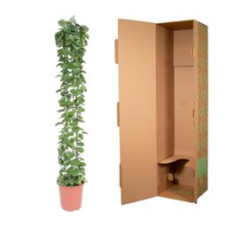 Cissus rotundifolia gaasrek - 160 cm - ø27 (8721022569987)