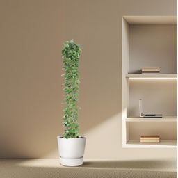 Cissus rotundifolia gaasrek - 160 cm - ø27 (8721022569987)