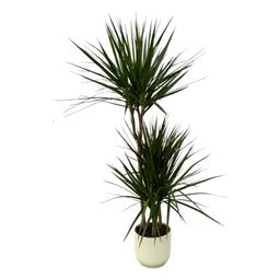 Dracaena Marginata - ↨120cm - Ø21cm inclusief elho Vibes Fold Round wit D22xH20 (8721081602229)