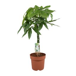 Pachira Aquatica (9669)