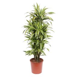 Dracaena Lemon Lime - 150 cm - ø30 (8721055690221)