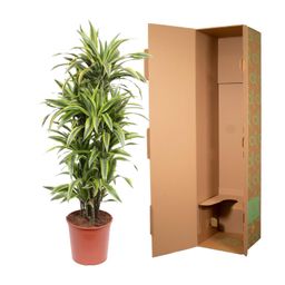Dracaena Lemon Lime - 150 cm - ø30 (8721055690221)