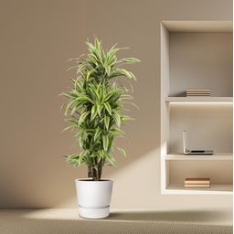 Dracaena Lemon Lime - 150 cm - ø30 (8721055690221)