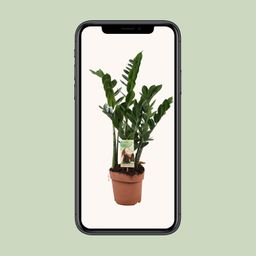 Zamioculcas Zamiifolia (10774)