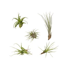 Tillandsia Air mix - 5 stuks - 6 cm - ø6 (10310)