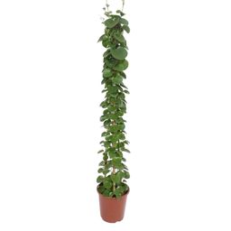Cissus rotundifolia pyramide - 160 cm - ø27 (8721055690016)